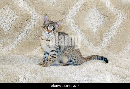 Serval Savannah Kitten Stockfoto