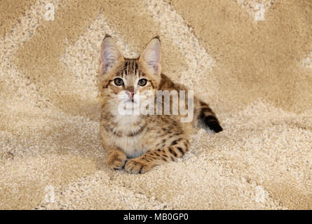 Serval Savannah Kitten Stockfoto