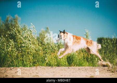 Schnell nach russischen Wolfhound Russkaya Psovaya Borzaya Jagd Windhund Hund draußen in den sonnigen Sommertag Stockfoto