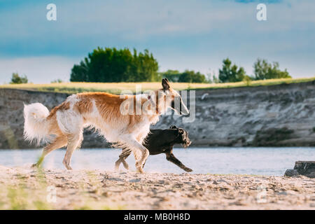 Russische Wolfshund Jagd Windhund Russkaya Psovaya Borzaya Hund und Schwarz kleine Größe gemischte Rasse Hund zusammen laufen in der Nähe von Fluss Küste im sonnigen Summ Stockfoto