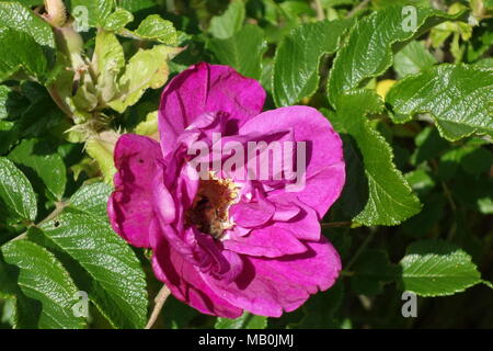 Strand Rose (Rosa rugosa) hellrosa Stockfoto