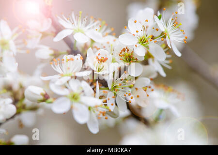 Bloomin Zweig des Apple Tree am Frühling Stockfoto