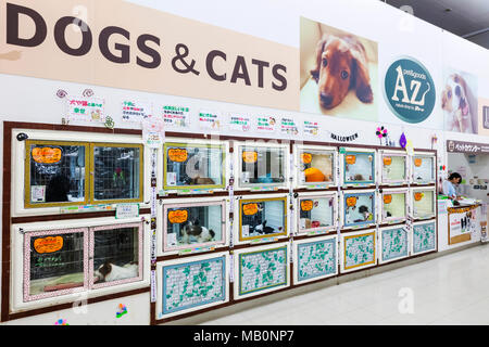 Japan, Yamanashi, Präfektur, hoshu Kobuchizawa, Supermarkt Anzeige der Hunde Stockfoto