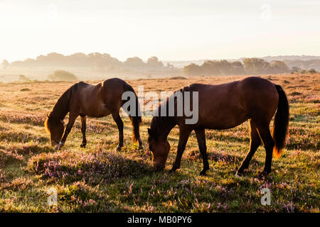 England, Hampshire, New Forest, Pferde grasen Stockfoto