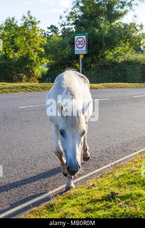 England, Hampshire, New Forest, Pferde zu Fuß am Straßenrand Stockfoto