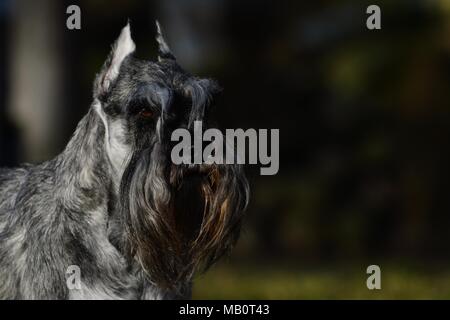 Zwergschnauzer Champion, reinrassige, in Pfeffer und Salz Farbe. Kupierten Ohren, sehr typische Vertreter der Rasse Stockfoto