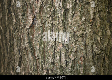 Quercus robur Stockfoto