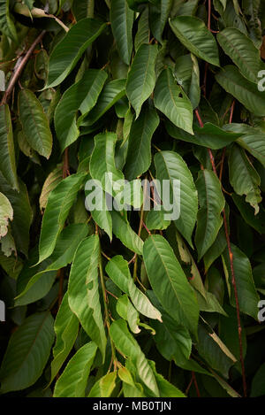 Prunus subhirtella Stockfoto