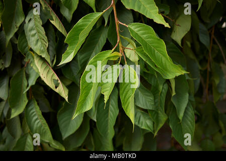 Prunus subhirtella Stockfoto