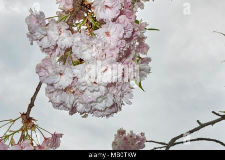 Prunus serrulata Stockfoto