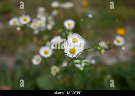 Erigeron annuus Blumen close up Stockfoto
