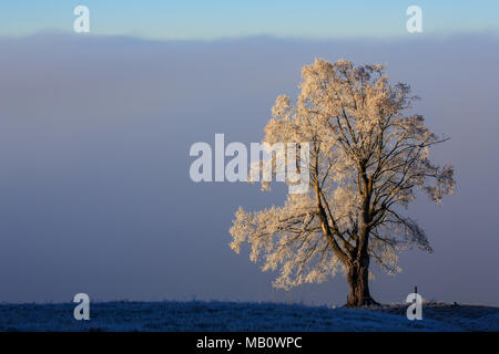 Ballenbühl, baum, bäume, Emmental, Europa, kalt, Landschaften, Nebel, Schweiz, winter Stockfoto