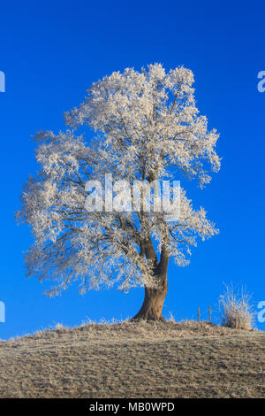 Ballenbühl, baum, bäume, Emmental, Europa, kalt, Landschaften, Nebel, Schweiz, winter Stockfoto