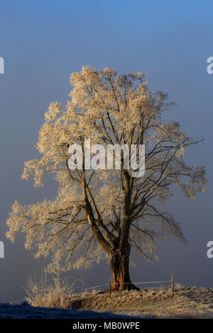 Ballenbühl, baum, bäume, Emmental, Europa, kalt, Landschaften, Nebel, Schweiz, winter Stockfoto