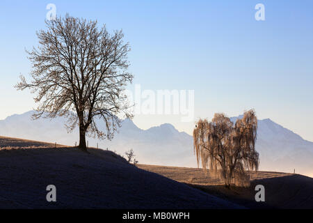 Ballenbühl, baum, bäume, Emmental, Europa, kalt, Landschaften, Nebel, Schweiz, winter Stockfoto