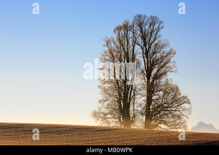 Ballenbühl, baum, bäume, Emmental, Europa, Landschaften, Nebel, Schweiz, winter Stockfoto