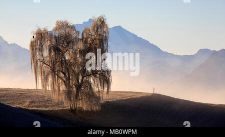 Ballenbühl, baum, bäume, Emmental, Europa, Landschaften, Nebel, Schweiz, winter Stockfoto