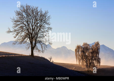 Ballenbühl, baum, bäume, Emmental, Europa, Landschaften, Nebel, Schweiz, winter Stockfoto