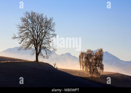 Ballenbühl, baum, bäume, Emmental, Europa, Landschaften, Nebel, Schweiz, winter Stockfoto