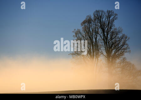 Ballenbühl, baum, bäume, Emmental, Europa, Landschaften, Nebel, Schweiz, winter Stockfoto