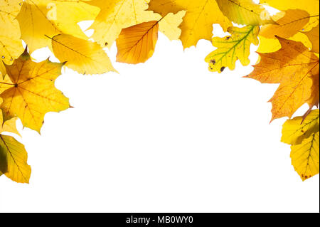 Grenze mit Herbst bunte Blätter auf weißem Hintergrund mit Kopie Raum isoliert Stockfoto