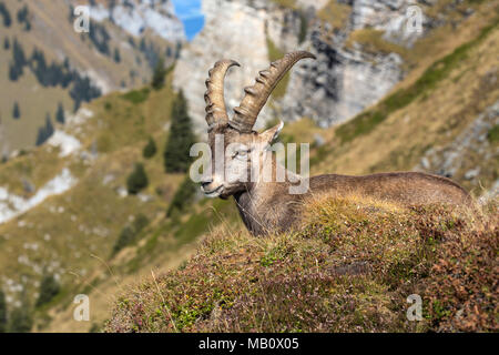 Die Alpen, Berge, Berner Oberland, cameo Alphorn, Herbst, Szenerien, Schweiz, steinbock, säugetiere, tiere, Wüste, wilde Tiere Stockfoto