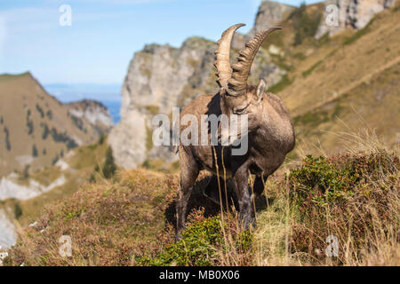 Die Alpen, Berge, Berner Oberland, cameo Alphorn, Herbst, Szenerien, Schweiz, steinbock, säugetiere, tiere, Wüste, wilde Tiere Stockfoto