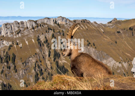 Die Alpen, Berge, Berner Oberland, cameo Alphorn, Herbst, Szenerien, Schweiz, steinbock, säugetiere, tiere, Wüste, wilde Tiere Stockfoto