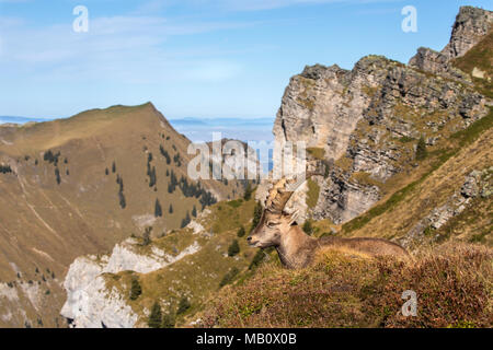 Die Alpen, Berge, Berner Oberland, cameo Alphorn, Herbst, Szenerien, Schweiz, steinbock, säugetiere, tiere, Wüste, wilde Tiere Stockfoto