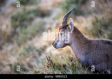 Die Alpen, Berner Oberland, cameo Alphorn, Herbst, Schweiz, steinbock, säugetiere, tiere, Wüste, wilde Tiere Stockfoto