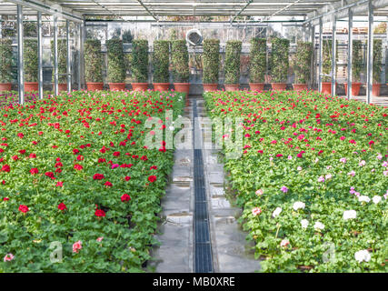 Rote und weiße kultiviert Blumen für den Verkauf in einem Gewächshaus ausgesetzt Stockfoto