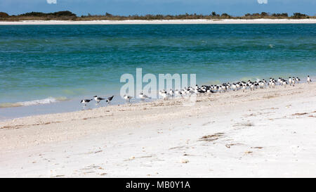 Herde von Lachen Möwen, leucophaeus atricilla, Wandern am Strand von Sanibel Island, Florida, USA Stockfoto