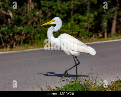 Silberreiher (Ardea alba) zu Fuß auf der Straße, Sanibel Island, Florida, USA Stockfoto