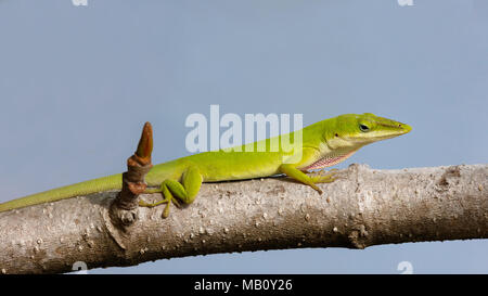 Green anole Eidechse, dactyloidae, hocken auf einem Zweig von Standort, Sanibel Island, Florida, USA Stockfoto