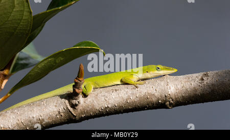 Green anole Eidechse, dactyloidae, sitzt auf einem Ast, Sanibel Island, Florida, USA Stockfoto