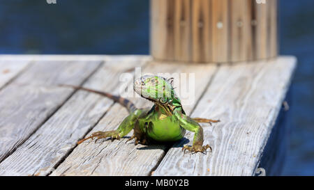 Grüner Leguan sitzen auf dem Pier und watchs Sie, Wasser im Hintergrund, Sanibel Island, Florida, USA Stockfoto