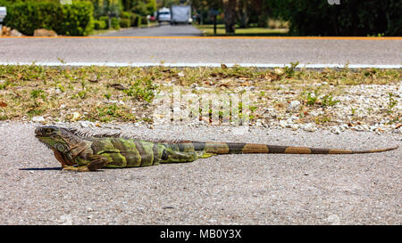 Iguana ist auf der Straße erstreckte, Sanibel Island, Florida, USA Stockfoto