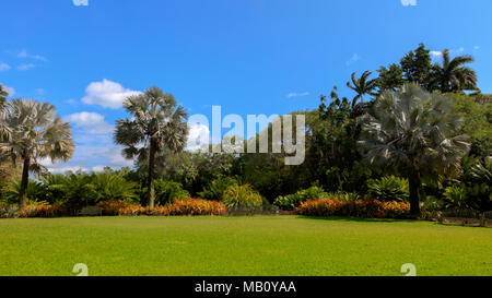 Wiese und Palmen in Fairchild Tropical Botanic Garden an einem schönen Tag im Hintergrund blauer Himmel mit Wolken, Florida, USA Stockfoto