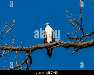 Fischadler (Pandion haliaetus) auf einen alten Baum gegen den blauen Himmel, Florida, USA Stockfoto