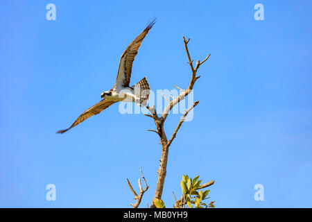 Fischadler (Pandion haliaetus) beginnt zu fliegen, Sanibel Island, Florida, USA Stockfoto