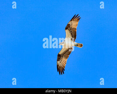 Fischadler, Pandion haliaetus, Fliegen gegen den blauen Himmel, Florida, USA Stockfoto