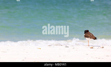 Austernfischer, Haematopus palliatus, dösen am Strand von Sanibel Island, Florida, USA Stockfoto