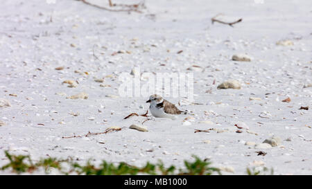 Snowy plover (Charadrius nivosus) Dösen in der Sonne am Strand von Sanibel Island, Florida, USA Stockfoto