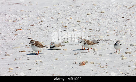 Snowy plover (Charadrius nivosus) am Strand, Sanibel Island, Florida, USA Stockfoto