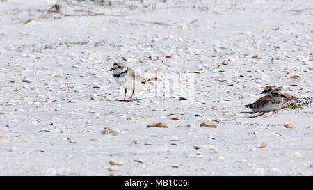 Snowy plover (Charadrius nivosus) stehen auf dem Strand, Sanibel Island, Florida, USA Stockfoto