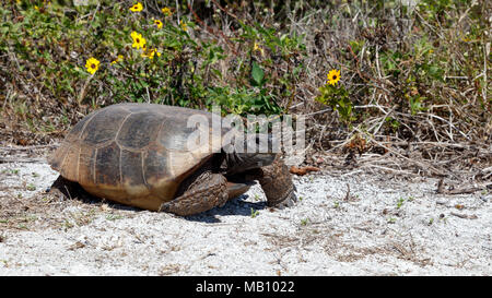 Turtle, Gopher tortoise (Gopherus Polyphemus) zu Fuß auf den Weg in die Sonne, Sträuchern im Hintergrund, Sanibel Island, Florida, USA Stockfoto