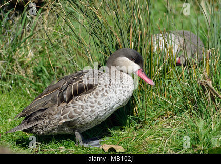 Red-billed Pintail - Anas erythrorhyncha von Südostafrika Stockfoto