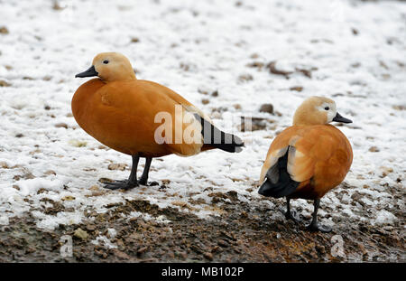 Ruddy Brandgänse Tadorna Ferruginea-Paar im Schnee Stockfoto