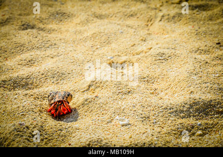 Ein großer (Größe der Faust) Red Legged Einsiedlerkrebs hinterlässt Spuren wie es geht über den sandigen Strand von Playa Del Carmen, Mexiko Stockfoto