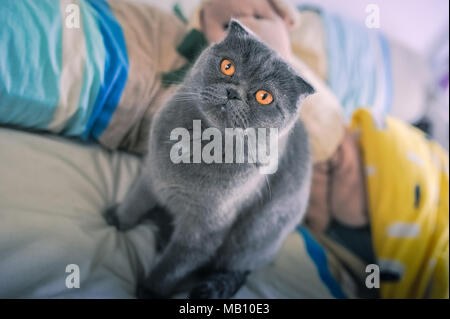 Russisch Blau Katze Stockfoto